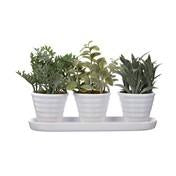 Load image into Gallery viewer, Set of 3 Mini Succulents ( Herbs)

