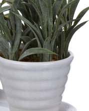 Load image into Gallery viewer, Set of 3 Mini Succulents ( Herbs)
