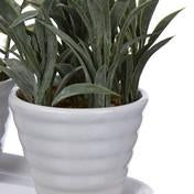 Load image into Gallery viewer, Set of 3 Mini Succulents ( Herbs)
