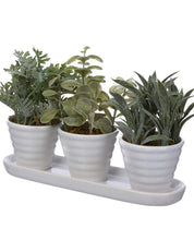 Load image into Gallery viewer, Set of 3 Mini Succulents ( Herbs)
