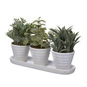 Load image into Gallery viewer, Set of 3 Mini Succulents ( Herbs)
